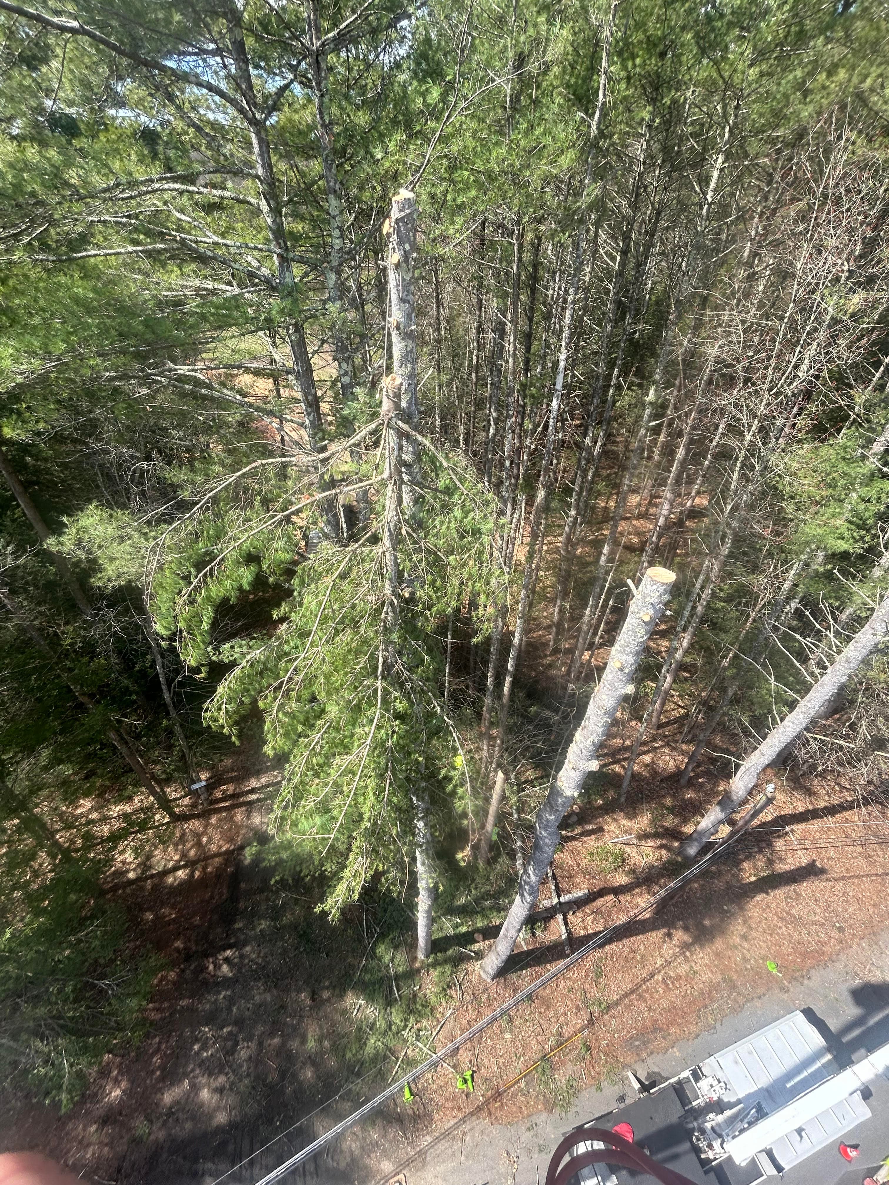 Tree Removal